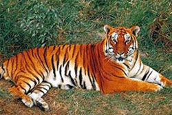 Bardia Jungle safari