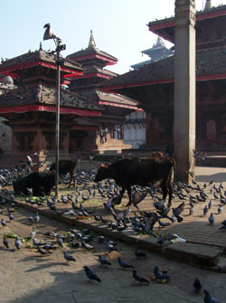 Kathmandu Sightseeing