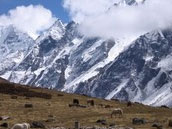 Langtang Trekking