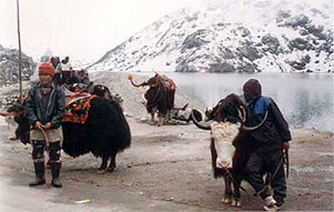 Sikkim - Yak Trekking